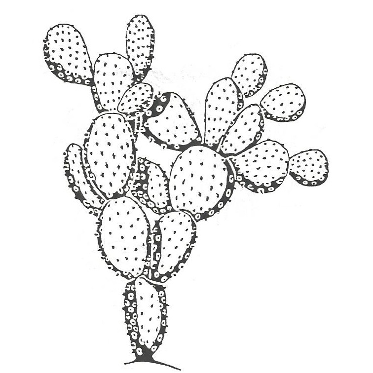 Prickly Pear Cactus, Lg. 